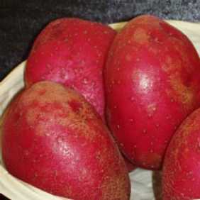 JBA 2kg Red Duke of York Seed Potatoes